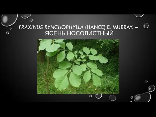 FRAXINUS RYNCHOPHYLLA (HANCE) E. MURRAY. – ЯСЕНЬ НОСОЛИСТНЫЙ