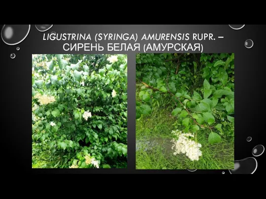 LIGUSTRINA (SYRINGA) AMURENSIS RUPR. – СИРЕНЬ БЕЛАЯ (АМУРСКАЯ)