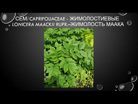 СЕМ. CAPRIFOLIACEAE - ЖИМОЛОСТИЕВЫЕ LONICERA MAACKII RUPR.–ЖИМОЛОСТЬ МААКА