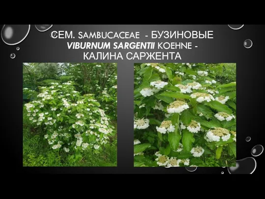 СЕМ. SAMBUCACEAE - БУЗИНОВЫЕ VIBURNUM SARGENTII KOEHNE - КАЛИНА САРЖЕНТА