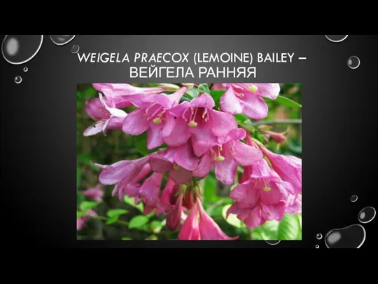 WEIGELA PRAECOX (LEMOINE) BAILEY – ВЕЙГЕЛА РАННЯЯ