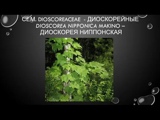 СЕМ. DIOSCOREACEAE - ДИОСКОРЕЙНЫЕ DIOSCOREA NIPPONICA MAKINO – ДИОСКОРЕЯ НИППОНСКАЯ