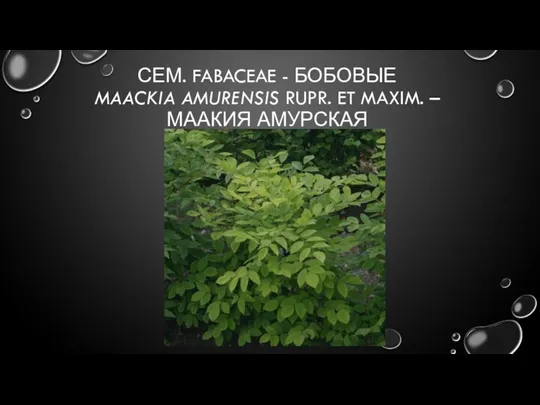 СЕМ. FABACEAE - БОБОВЫЕ MAACKIA AMURENSIS RUPR. ET MAXIM. – МААКИЯ АМУРСКАЯ