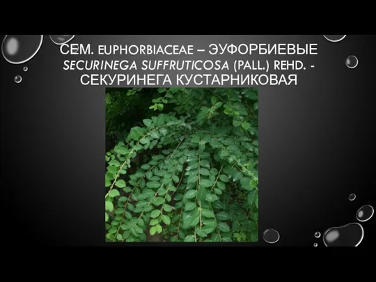 СЕМ. EUPHORBIACEAE – ЭУФОРБИЕВЫЕ SECURINEGA SUFFRUTICOSA (PALL.) REHD. - СЕКУРИНЕГА КУСТАРНИКОВАЯ