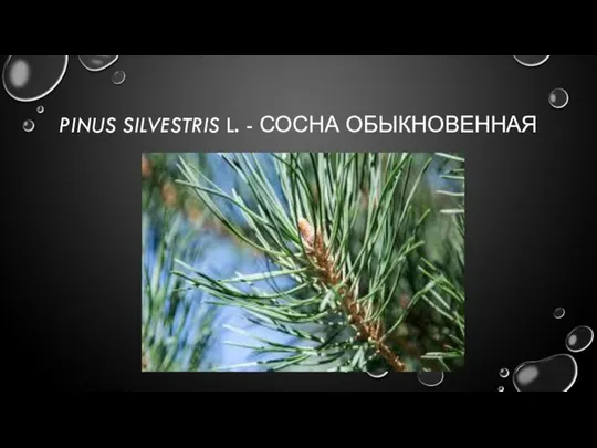 PINUS SILVESTRIS L. - СОСНА ОБЫКНОВЕННАЯ