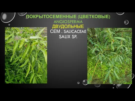 ПОКРЫТОСЕМЕННЫЕ (ЦВЕТКОВЫЕ) ANGIOSPERMA ДВУДОЛЬНЫЕ СЕМ . SALICACEAE SALIX SP.