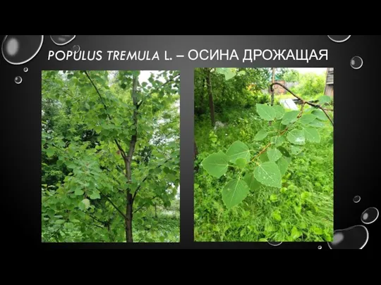 POPULUS TREMULA L. – ОСИНА ДРОЖАЩАЯ