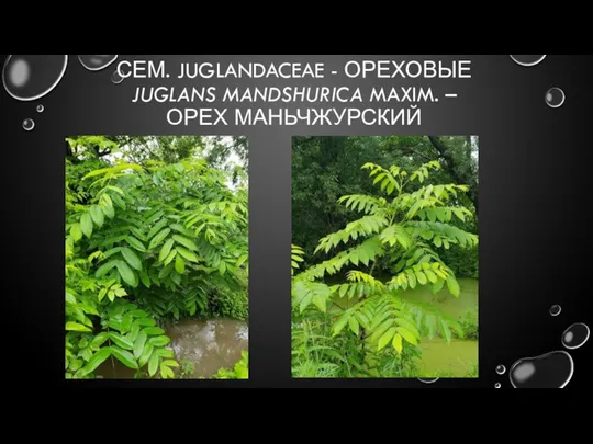 СЕМ. JUGLANDACEAE - ОРЕХОВЫЕ JUGLANS MANDSHURICA MAXIM. – ОРЕХ МАНЬЧЖУРСКИЙ