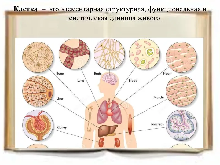 Клетка – это элементарная структурная, функциональная и генетическая еди­ница живого.