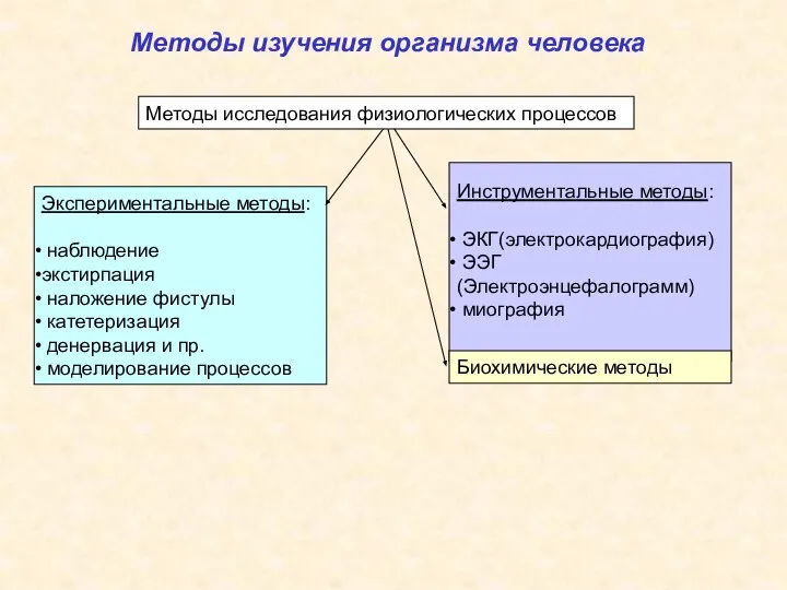 Методы изучения организма человека Экспериментальные методы: наблюдение экстирпация наложение фистулы катетеризация денервация