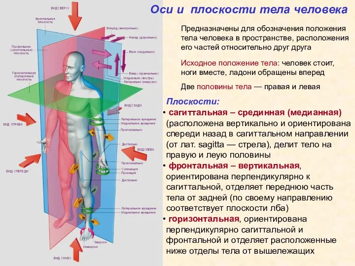 Оси и плоскости тела человека Предназначены для обозначения положения тела человека в