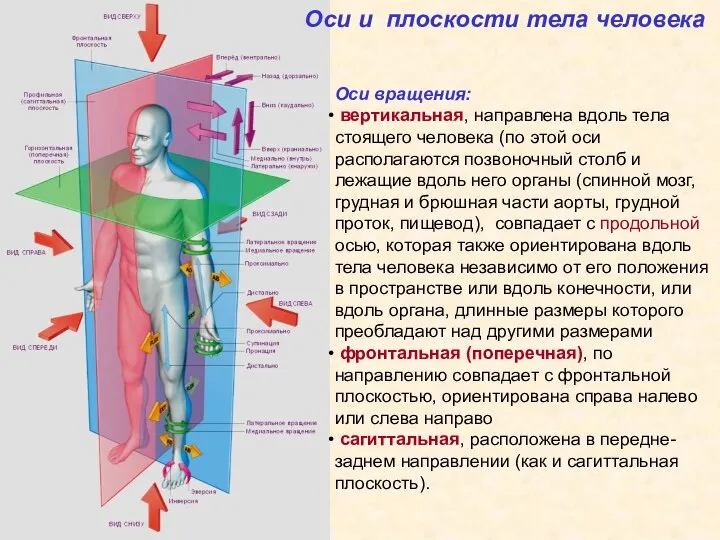 Оси и плоскости тела человека Оси вращения: вертикальная, направлена вдоль тела стоящего