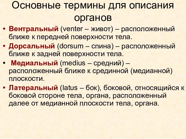 Основные термины для описания органов Вентральный (venter – живот) – расположенный ближе