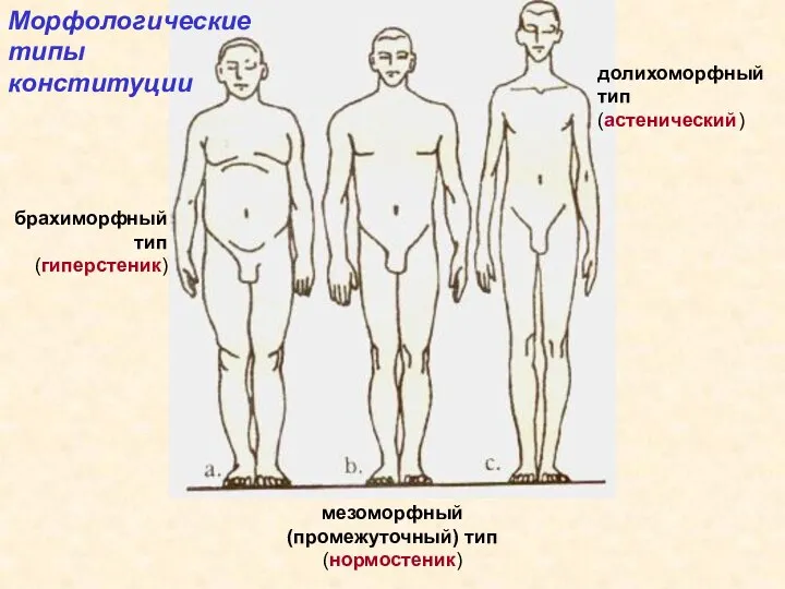 мезоморфный (промежуточный) тип (нормостеник) Морфологические типы конституции долихоморфный тип (астенический) брахиморфный тип (гиперстеник)