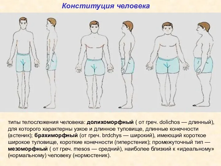 Конституция человека типы телосложения человека: долихоморфный ( от греч. dolichos — длинный),