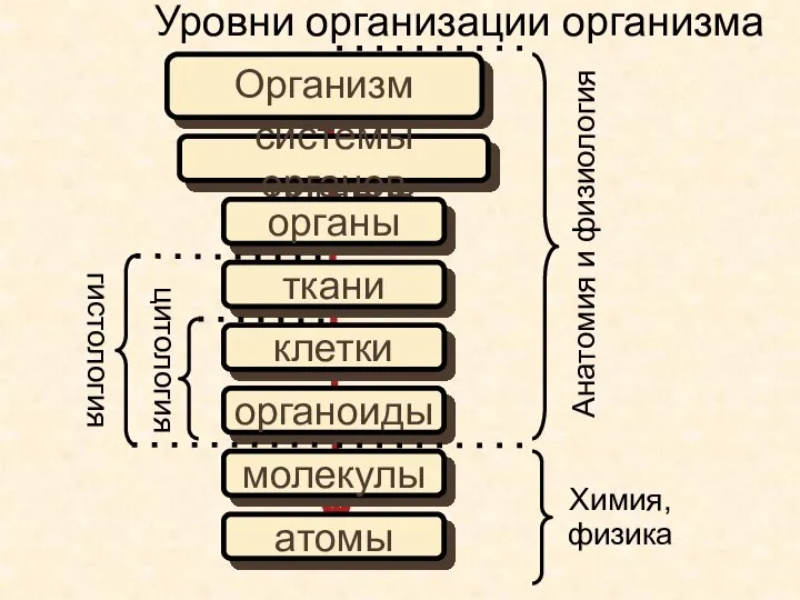 Организм системы органов органы ткани клетки органоиды молекулы атомы Анатомия и физиология