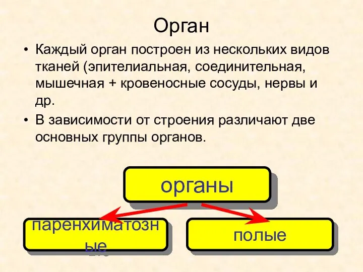 Орган Каждый орган построен из нескольких видов тканей (эпителиальная, соединительная, мышечная +