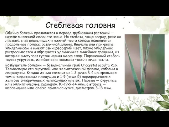 Стеблевая головня Обычно болезнь проявляется в период трубкования растений — начале молочной