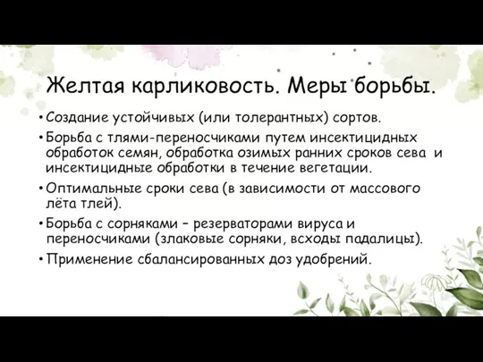 Желтая карликовость. Меры борьбы. Создание устойчивых (или толерантных) сортов. Борьба с тлями-переносчиками