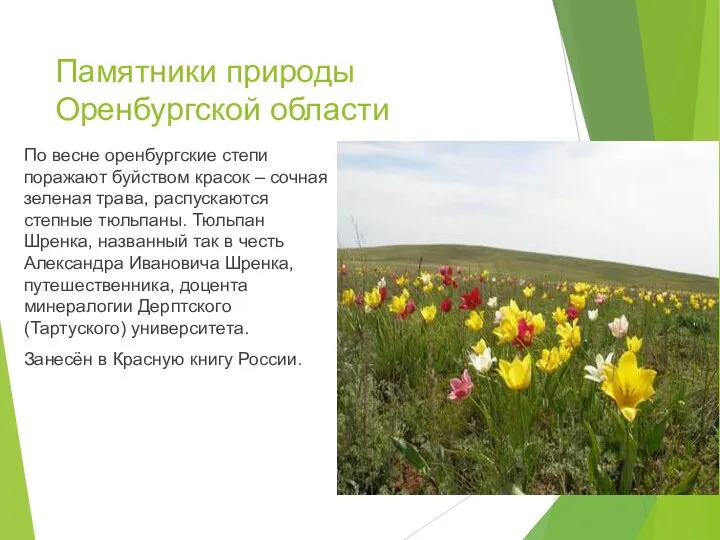 Памятники природы Оренбургской области По весне оренбургские степи поражают буйством красок –