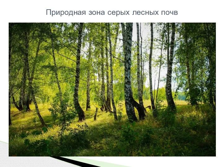 Природная зона серых лесных почв