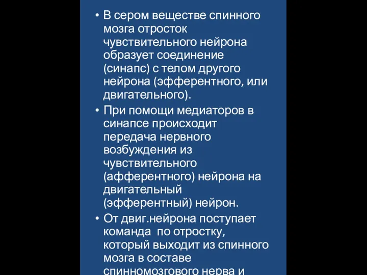 В сером веществе спинного мозга отросток чувствительного нейрона образует соединение (синапс) с