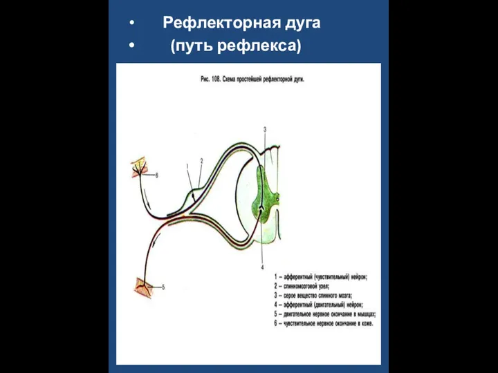 Рефлекторная дуга (путь рефлекса)