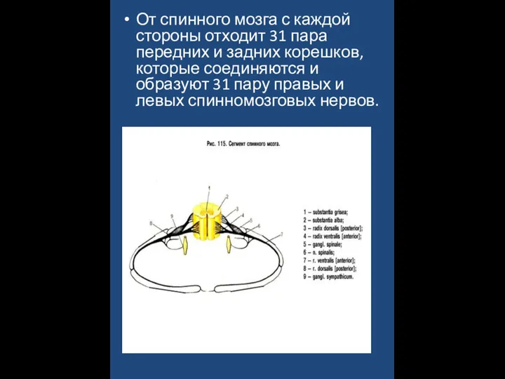 От спинного мозга с каждой стороны отходит 31 пара передних и задних