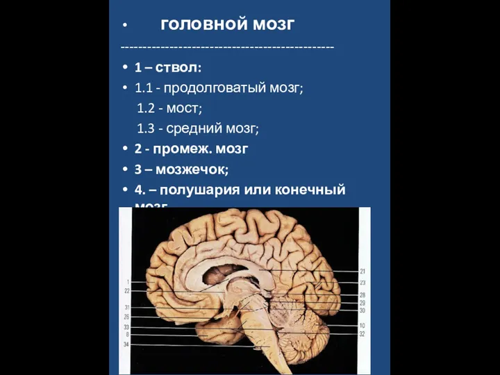 головной мозг ------------------------------------------------ 1 – ствол: 1.1 - продолговатый мозг; 1.2 -