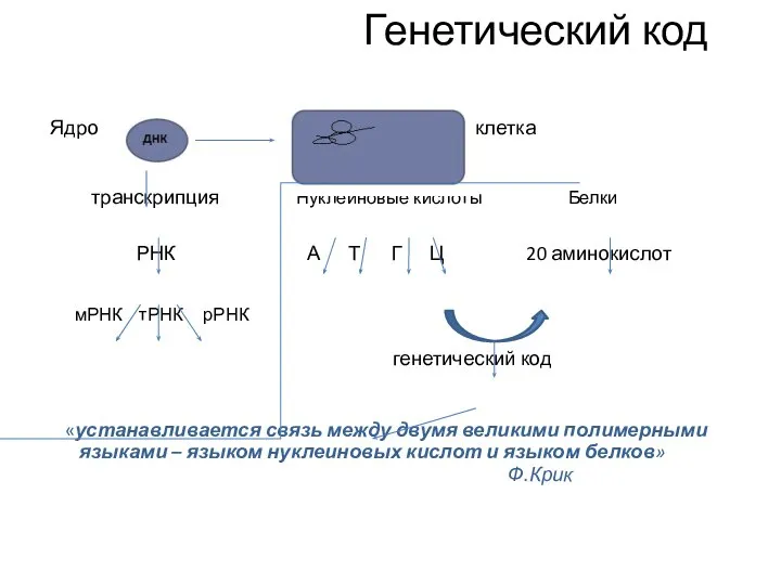 Генетический код Ядро клетка транскрипция Нуклеиновые кислоты Белки РНК А Т Г