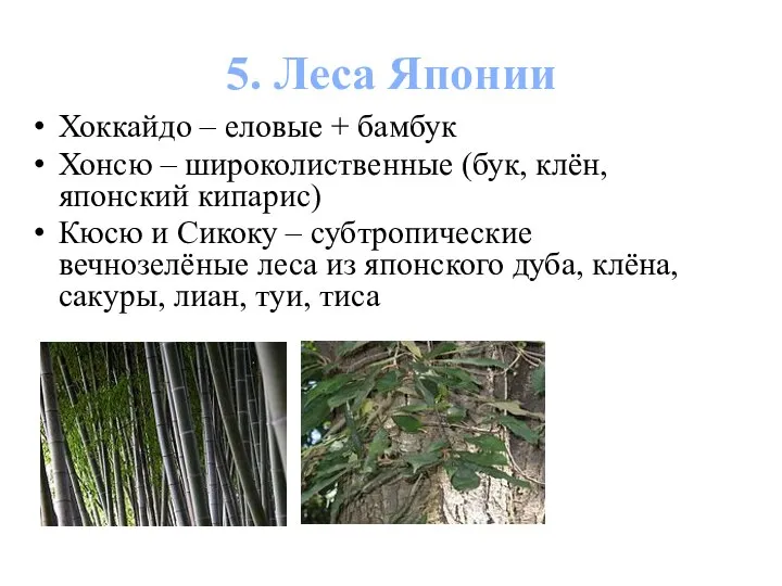 5. Леса Японии Хоккайдо – еловые + бамбук Хонсю – широколиственные (бук,