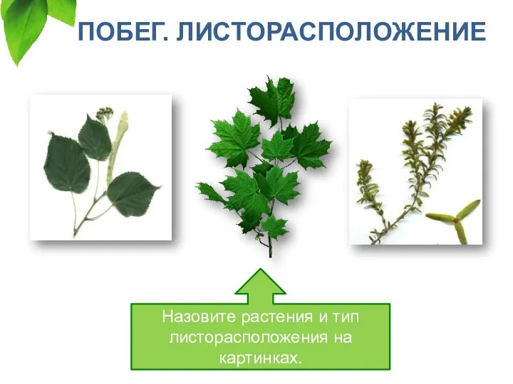 ПОБЕГ. ЛИСТОРАСПОЛОЖЕНИЕ Назовите растения и тип листорасположения на картинках.
