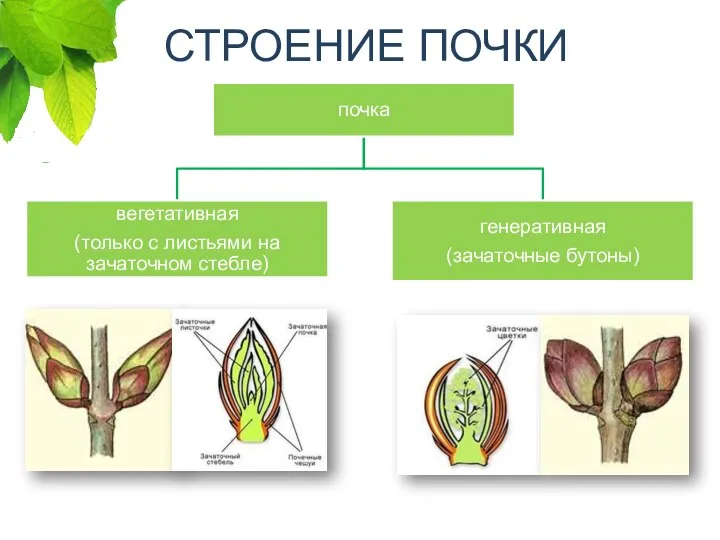 СТРОЕНИЕ ПОЧКИ