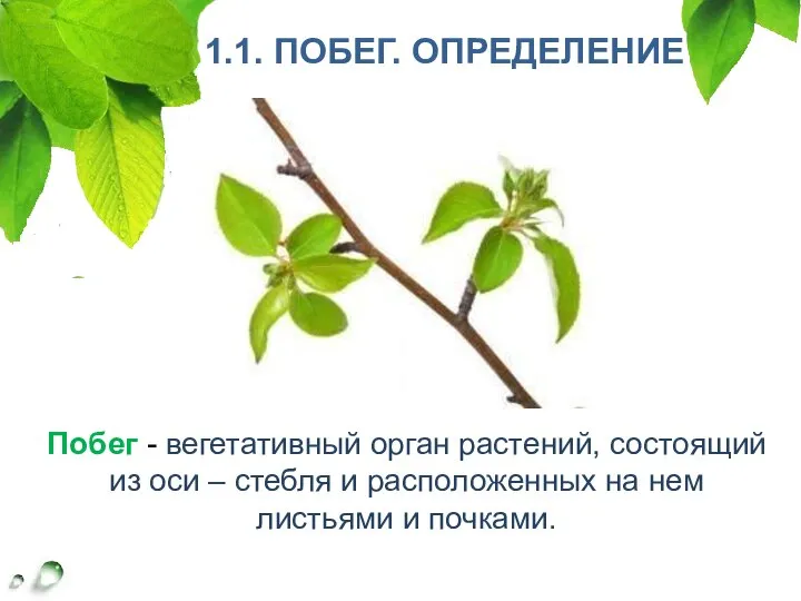 Побег - вегетативный орган растений, состоящий из оси – стебля и расположенных