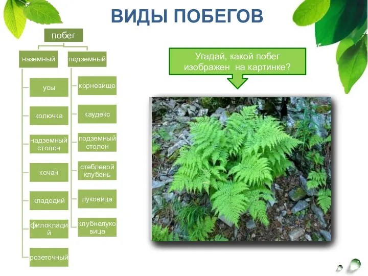 ВИДЫ ПОБЕГОВ Угадай, какой побег изображен на картинке?