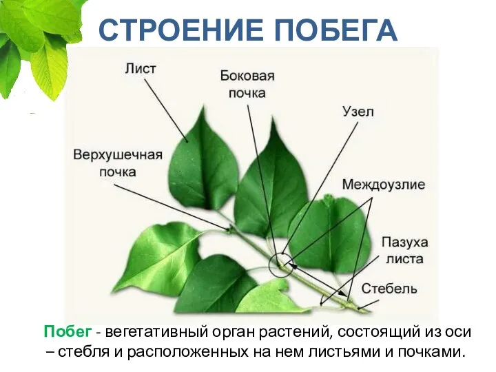 СТРОЕНИЕ ПОБЕГА Побег - вегетативный орган растений, состоящий из оси – стебля
