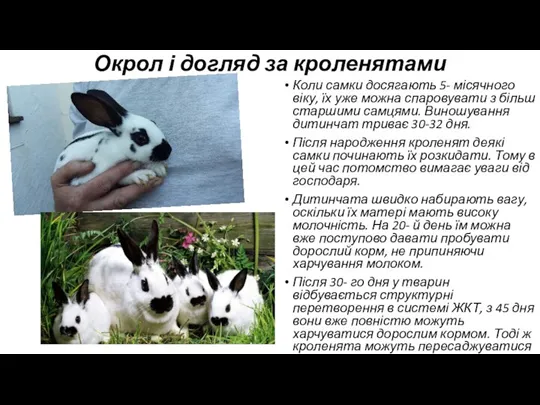 Окрол і догляд за кроленятами Коли самки досягають 5- місячного віку, їх