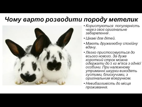 Чому варто розводити породу метелик Користуються популярність через своє оригінальне забарвлення .