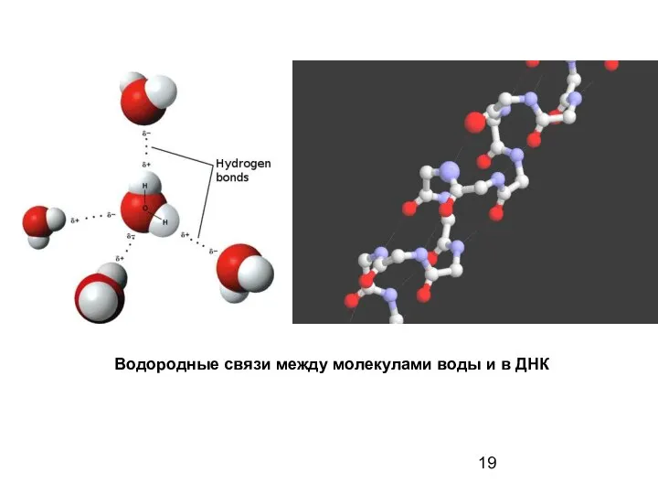 Водородные связи между молекулами воды и в ДНК