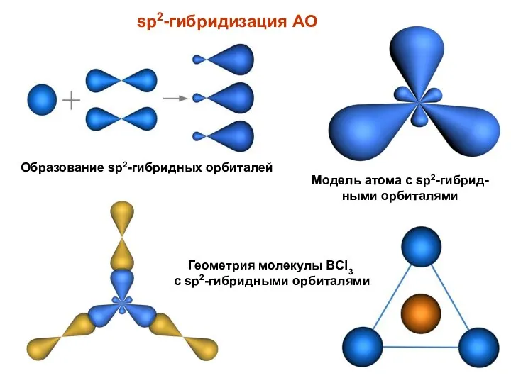 sp2-гибридизация АО Образование sp2-гибридных орбиталей Модель атома с sp2-гибрид-ными орбиталями Геометрия молекулы BCl3 с sp2-гибридными орбиталями