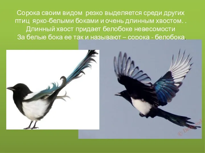 Сорока своим видом резко выделяется среди других птиц ярко-белыми боками и очень
