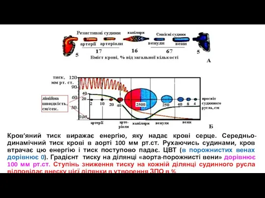 Кров’яний тиск виражає енергію, яку надає крові серце. Середньо-динамічний тиск крові в
