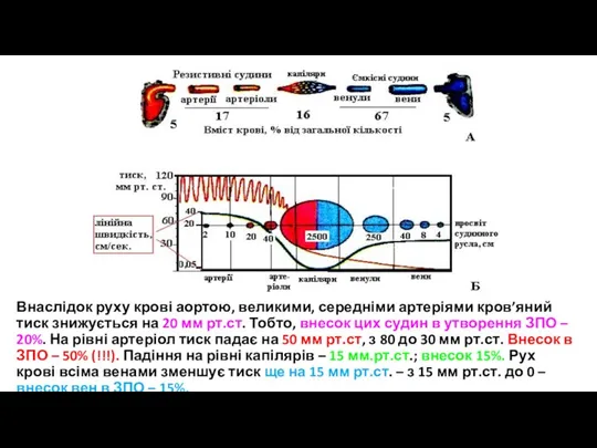 Внаслідок руху крові аортою, великими, середніми артеріями кров’яний тиск знижується на 20