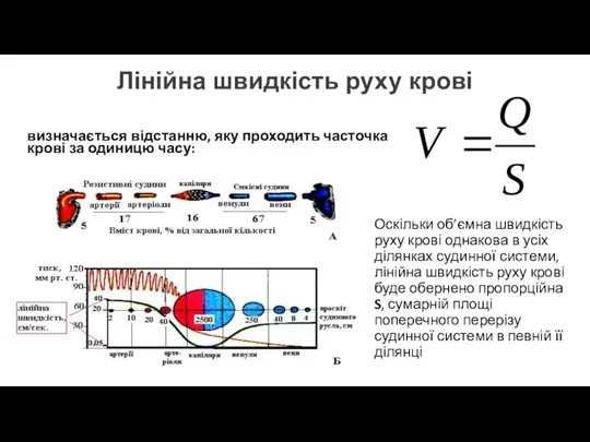 Лінійна швидкість руху крові визначається відстанню, яку проходить часточка крові за одиницю