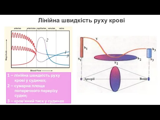 Лінійна швидкість руху крові 1 – лінійна швидкість руху крові у судинах;