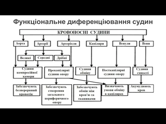 Функціональне диференціювання судин