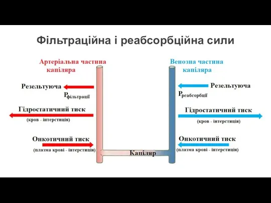 Фільтраційна і реабсорбційна сили