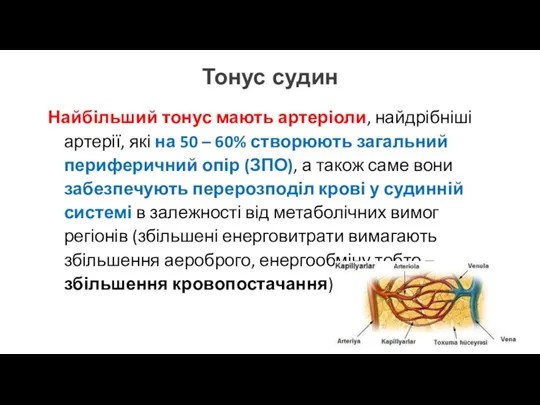 Тонус судин Найбільший тонус мають артеріоли, найдрібніші артерії, які на 50 –