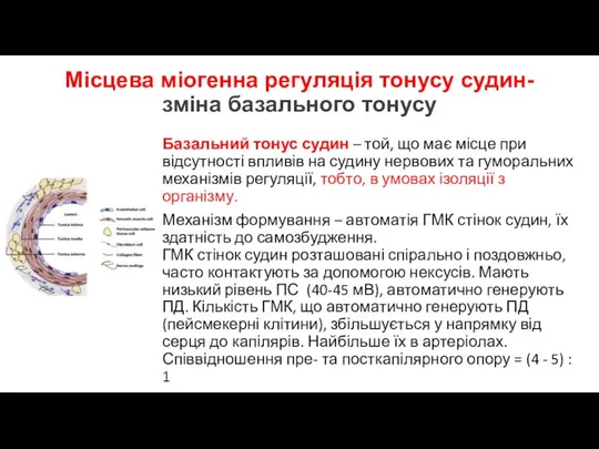 Місцева міогенна регуляція тонусу судин- зміна базального тонусу Базальний тонус судин –