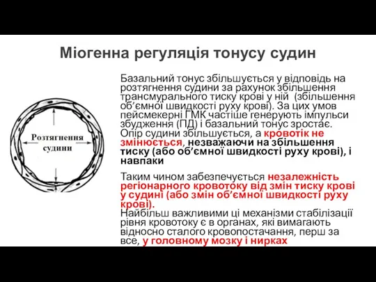 Міогенна регуляція тонусу судин Базальний тонус збільшується у відповідь на розтягнення судини